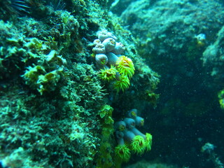 coral reef with fish