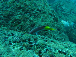 coral reef with fish