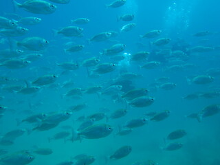 coral reef with fish