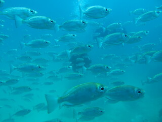 Fototapeta premium coral reef with fish