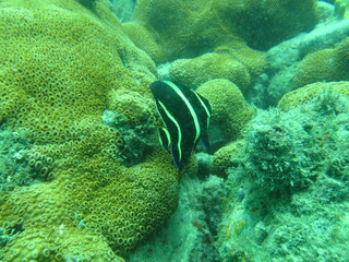 coral reef with fish