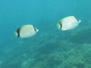coral reef with fish