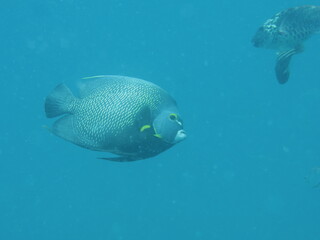 coral reef with fish