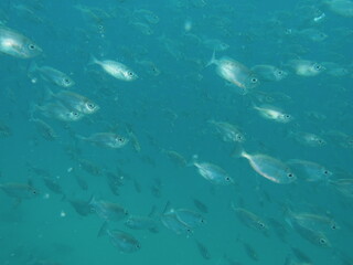 Fototapeta premium coral reef with fish