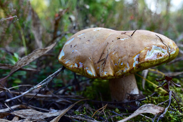 White wild mushroom in the forest against the background of green vegetation. Boletus grows in wildlife. Porcini bolete mushrooms