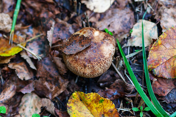 brown roll-rim mushroom in autumn forest, top view