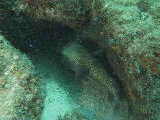 coral reef with fish