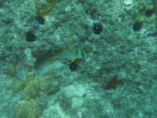 coral reef with fish