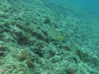 coral reef with fish
