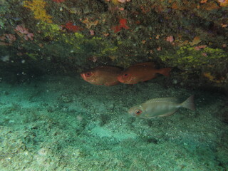 coral reef with fish