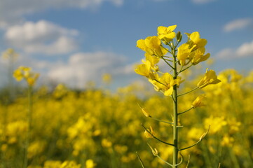 Rapeseed has a field - in the blue sky