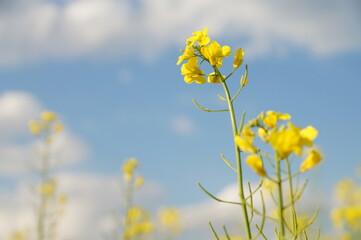 Rapeseed has a field - in the blue sky