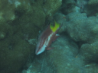 coral reef with fish