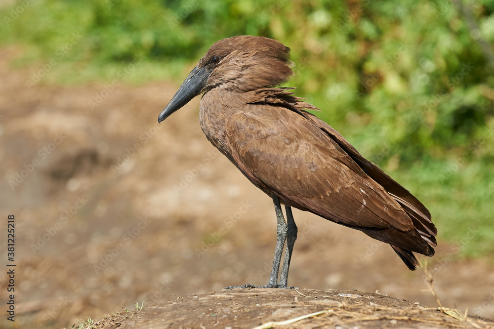 Canvas Prints Hamerkop (Scopus umbretta)