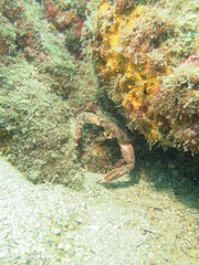 coral reef with fish