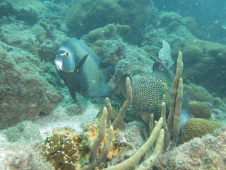 coral reef with fish