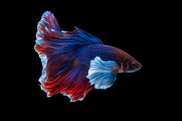 Thailand Fancy Betta fish red and blue colour isolated on black background