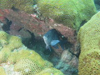 coral reef with fish