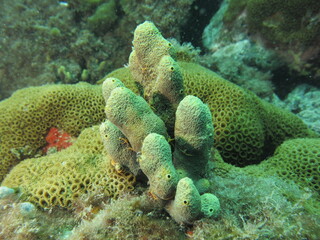 coral reef with fish