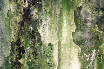 Weathered wall background and texture. Cement wall with algae, mold and lichen