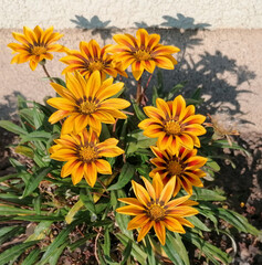 Vibrant shrub Ganazania on a background of foliage near the wall.