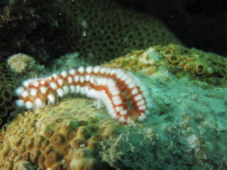 coral reef with fish