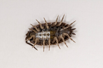 Bottom view of sow bug on white background