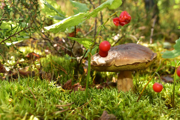 White wild mushroom in the forest against the background of green vegetation. Boletus grows in wildlife. Porcini bolete mushrooms