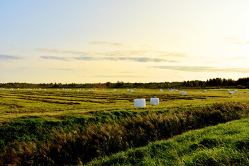 Hay in rolls in white packages on field is stored in open on sunset background. Harvesting dry...