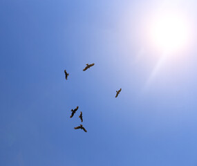 Eagles fly in the blue sky against the background of the sun