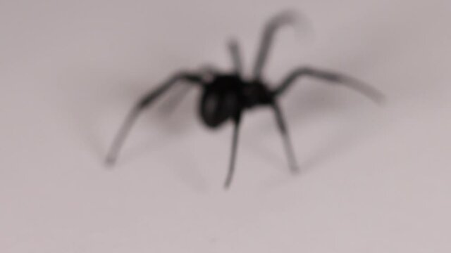  Black spider purposefully out of focus on a dark surface walking away