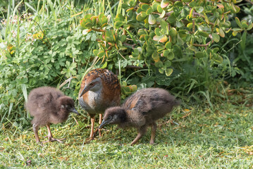 Weka with young 