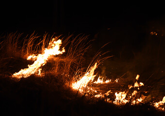 Fire in the forest. Burning grass at night in a field in the countryside. Burn on agricultural land