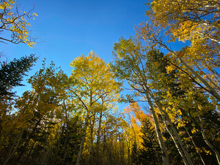 Colorful aspen leafs in autumn near Rainbow Lake in Colorado