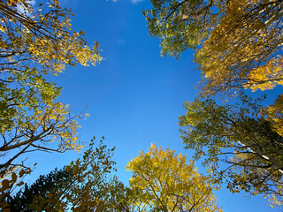 Colorful aspen leafs in autumn near Rainbow Lake in Colorado