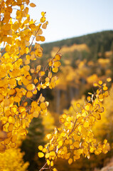 Colorful aspen leafs in autumn near Rainbow Lake in Colorado