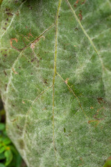 Symptoms of eggplant powdery mildew (Sphaerotheca fuliginea) in Japan