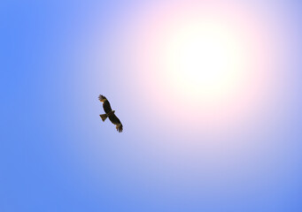 Eagle fly in the blue sky against the background of the sun