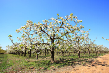 Pear trees blossom in spring