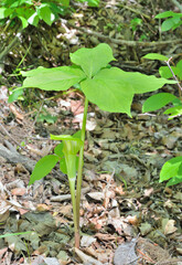 Blooming plant dragon-root (Arisaema amurensis)