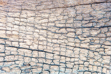 background of old wood grain