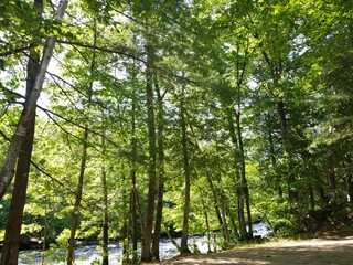 trees in the forest