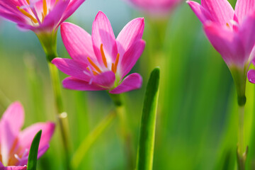 pink rain lily flower