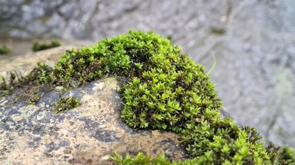 Moss on the side of a rock on in a river