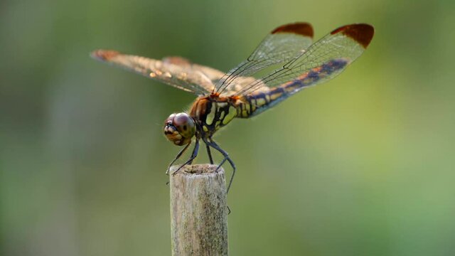 棒にとまるとんぼ