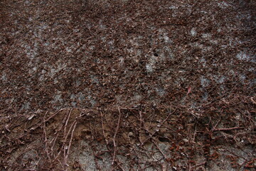 Closeup on dry plants on the wall 