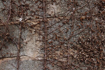 Closeup on dry plants on the wall 