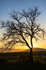 Fototapeta premium Beautiful tree in the sun