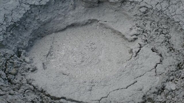 Brown young bear playing in the water