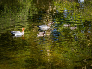 Colourful Duck Family